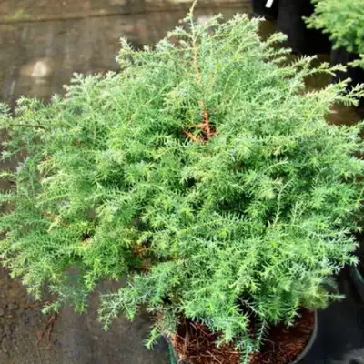 Кипарисовик СКВАРРОЗА горохоплодный в Сморгони