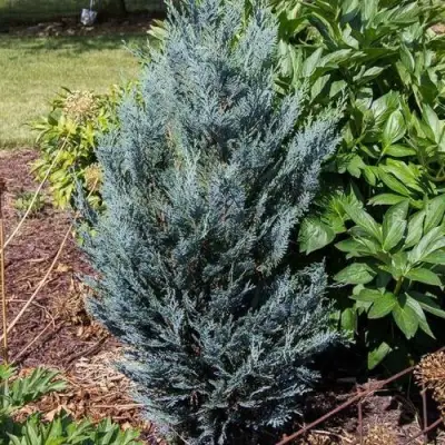 Кипарисовик ДАРТС БЛЮ РИББОН лавсона в Сморгони