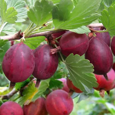 Крыжовник ХИННОМАКИ РОТ в Сморгони