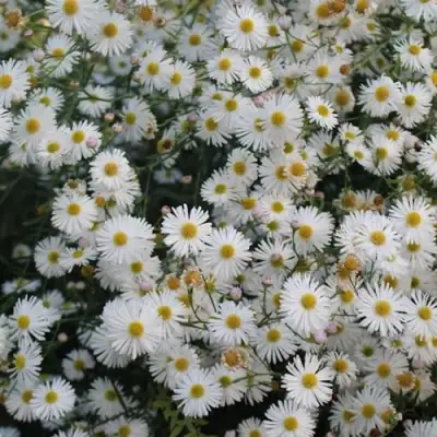 Болтония СНОУБЭНК в Сморгони