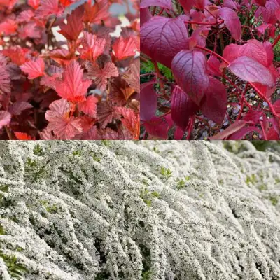 Комплект ЖИВАЯ ИЗГОРОДЬ в Сморгони