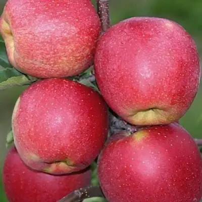 Яблоня ЧЕМПИОН в Сморгони