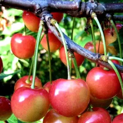 Черешня ГАСТИНЕЦ в Сморгони
