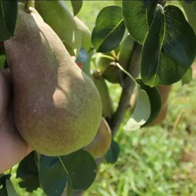 Груша БРЯНСКАЯ КРАСАВИЦА в Сморгони