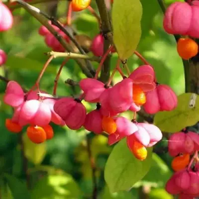 Бересклет ЕВРОПЕЙСКИЙ в Сморгони