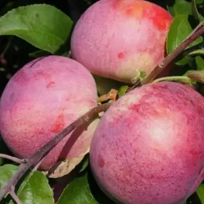 Яблоня БЕЛОРУССКОЕ МАЛИНОВОЕ в Сморгони