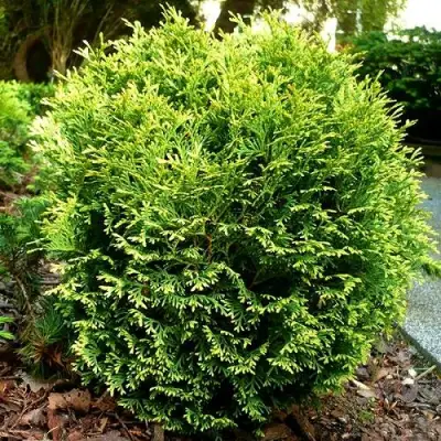 Туя ВОТЕРФИЛД западная в Сморгони