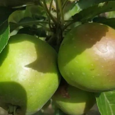 Яблоня ПАМЯТЬ СИКОРЫ в Сморгони