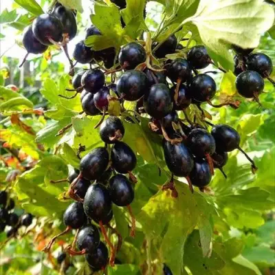 Смородина золотистая ОВАЛЬНАЯ в Сморгони