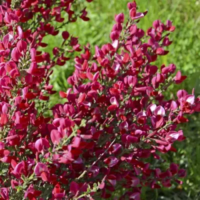 Ракитник БОСКОП РУБИ  в Сморгони