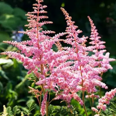 Астильба ЭДЕНС ОДИССЕЙ Арендса в Сморгони