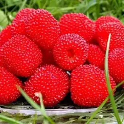 Малина ТИБЕТСКАЯ (РОЗОЛИСТНАЯ) в Сморгони