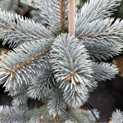 Ель РОЯЛ БЛЮ колючая  в Сморгони