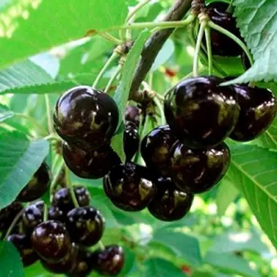 Черешня МУСКАТНАЯ в Сморгони