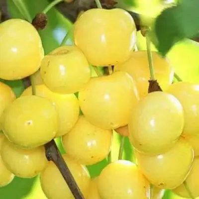 Черешня РОССОШАНСКАЯ ЗОЛОТАЯ в Сморгони