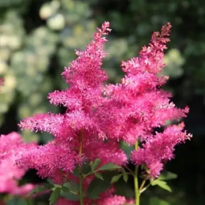 Астильба САННИ ДЕЙ гибридная в Сморгони