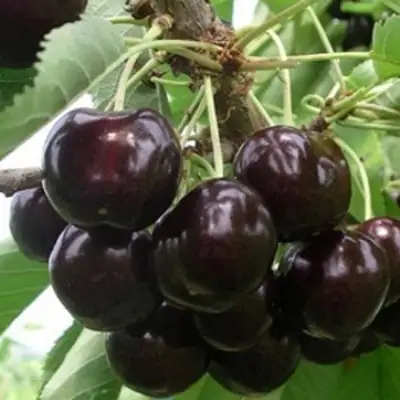 Вишня РОССОШАНСКАЯ ЧЕРНАЯ в Сморгони