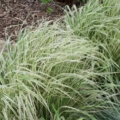 Вейник ОВЕРДАМ остроцветковый в Сморгони