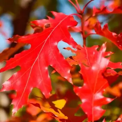 Дуб красный в Сморгони