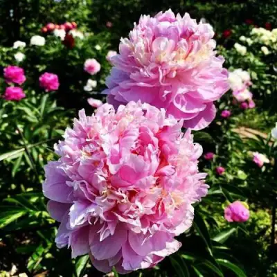 Пион ЛАВОН травянистый в Сморгони