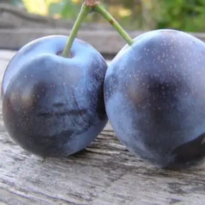 Слива БЛЮФРИ в Сморгони