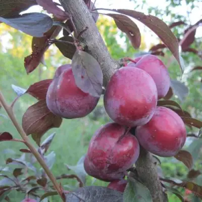 Слива ЛАМА в Сморгони