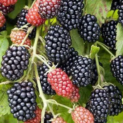 Ежевика НАВАХО бесшипная  в Сморгони