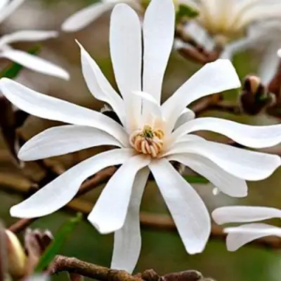 Магнолия СТЕЛЛАТА в Сморгони