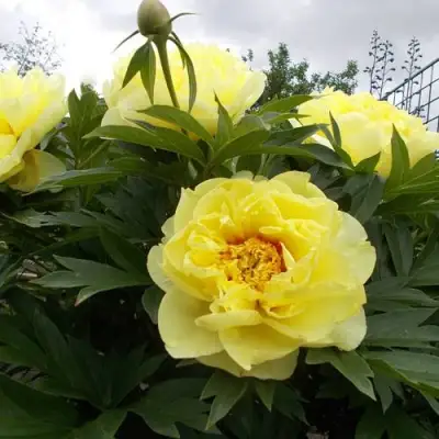 Пион БАРЦЕЛЛА (БАРТЗЕЛЛА) ито-гибрид в Сморгони