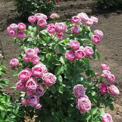 Роза МИСТИ БАБЛС спрей в Сморгони