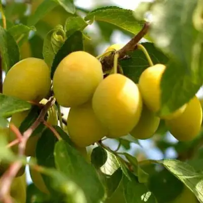 Слива ОЧАКОВСКАЯ ЖЕЛТАЯ в Сморгони