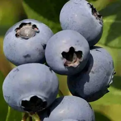 Голубика ХАРРИСОН в Сморгони