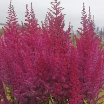 Астильба МАЙТИ ЧОКОЛАТ ЧЕРРИ китайская в Сморгони