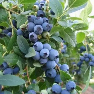 Голубика ЭЛЛИОТ в Сморгони