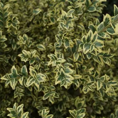 Самшит АУРЕАВАРИЕГАТА в Сморгони