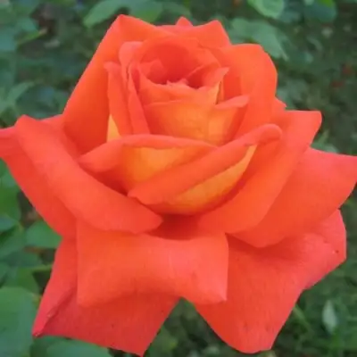 саженцы розы Ловерс Митинг