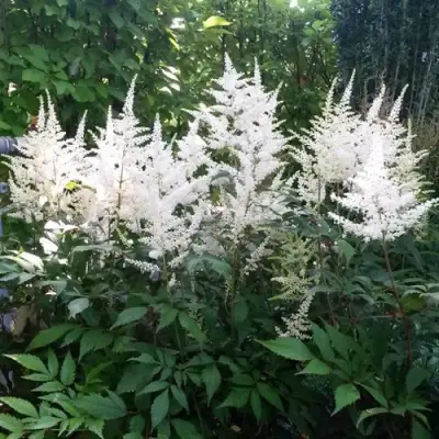 Астильба БРАУТШЛЕЙЕР Арендса в Сморгони