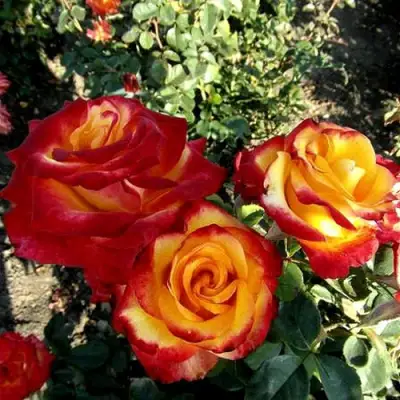 Роза ХАЙ МЭДЖИК чайно-гибридная в Сморгони