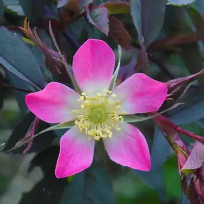 Роза сизая в Сморгони