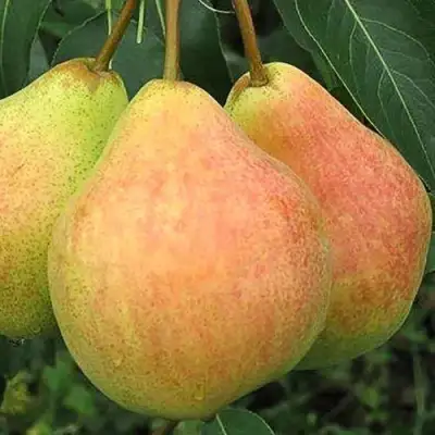 Груша ЛЮБИМИЦА ЯКОВЛЕВА в Сморгони