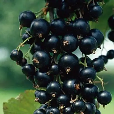 Смородина чёрная ВЕЛОЙ (ЛЕНИНГРАДСКАЯ СЛАДКАЯ) в Сморгони