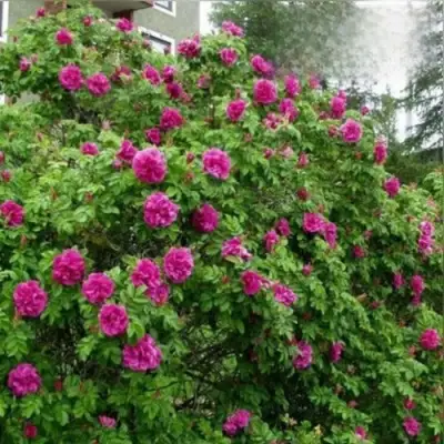 Шиповник ХАНСА в Сморгони