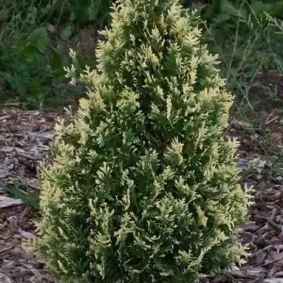 Туя БРАБАНТ ВАРИЕГАТТА западная в Сморгони