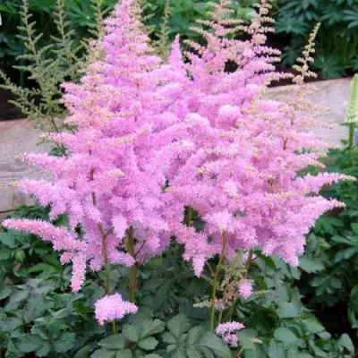 Астильба ГИАЦИНТ Арендса в Сморгони