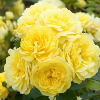 саженцы розы Ани Дюпрей