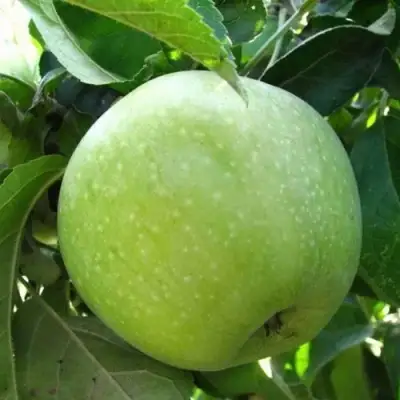 Яблоня РЕНЕТ СИМИРЕНКО в Сморгони