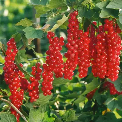 Смородина красная РУДНЕУС в Сморгони