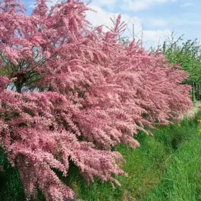 Тамарикс ПИНК КАСКАД в Сморгони