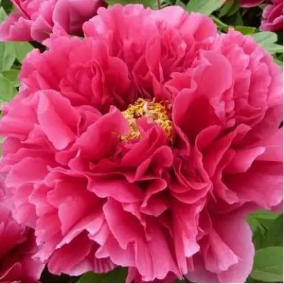 Пион КОРОЛЕВСКИЙ ЦВЕТОК древовидный в Сморгони