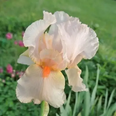 Ирис ПАТИ ДРЕСС бородатый в Сморгони